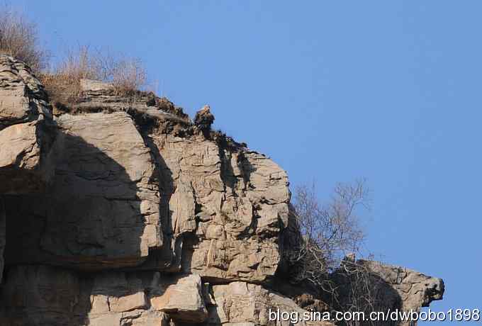 秃鹫和十渡的几只大鸟