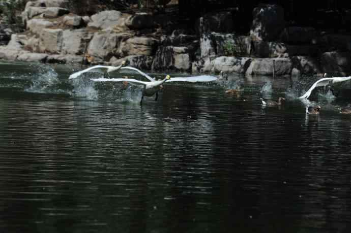 飞（白天鹅） wbr1