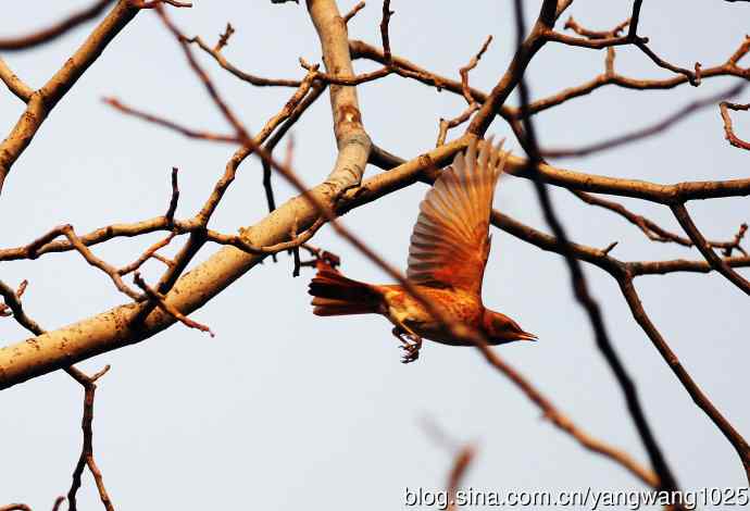 杂片（斑鸫与八哥）随拍