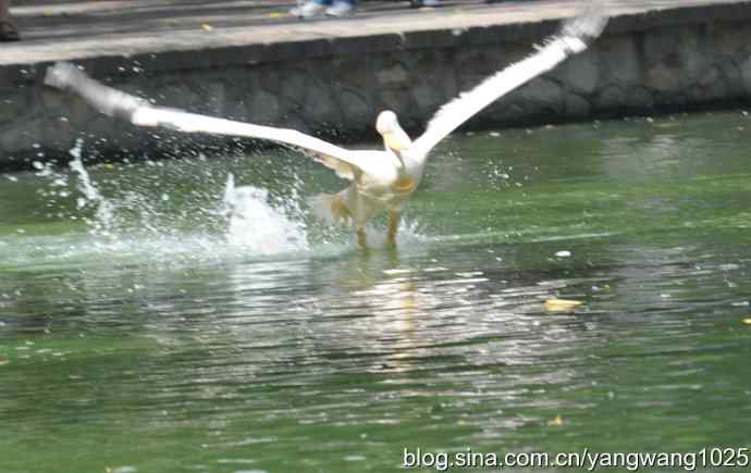 鹈鹕(抓拍) 鹈鹕(抓拍)