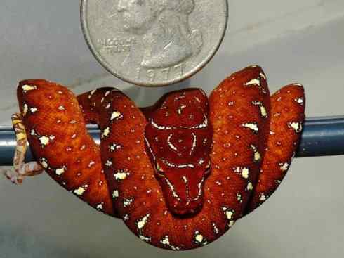 龙：传说的兽原型探秘（树蟒类）