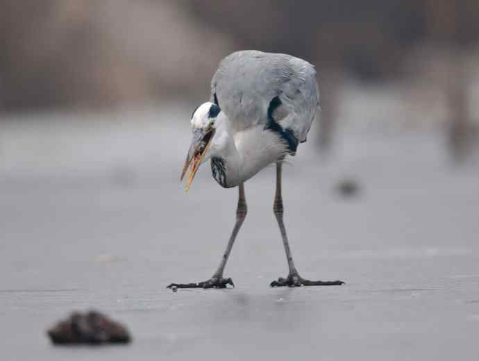 以大欺小 wbr倚强凌弱 以大欺小 wbr倚强凌弱