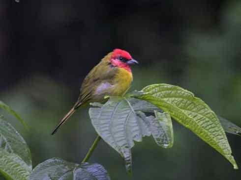 极品红色鸟类:玫红比蓝雀 极品红色鸟类:玫红比蓝雀