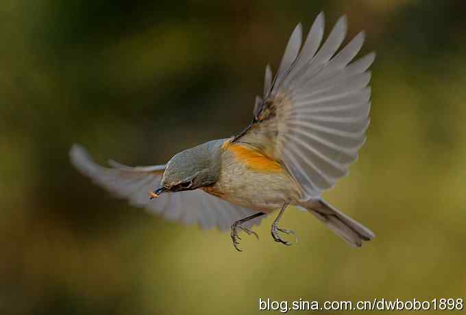 这个红红很有趣儿