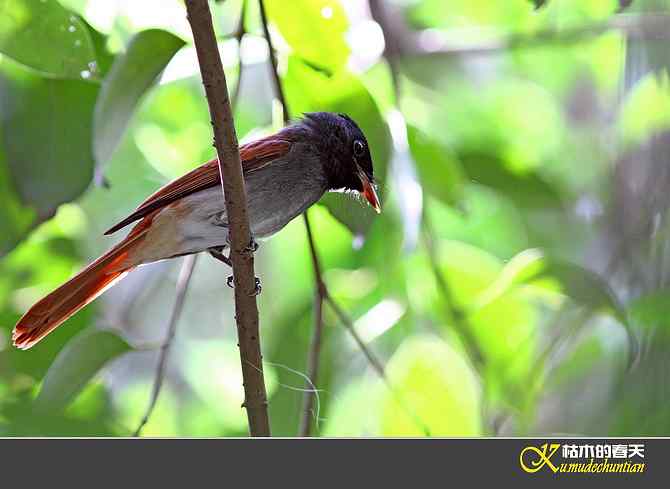 也拍鈥準俅潯菊掌