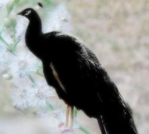 家禽驯化之源之七