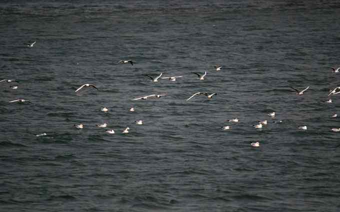 三家店水库今天突现大批迁徙海鸥（组图）