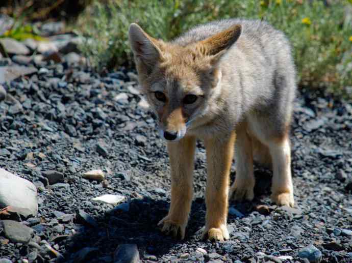 犬科：狐亚科伪狐属之阿根廷狐、山狐、达尔文狐