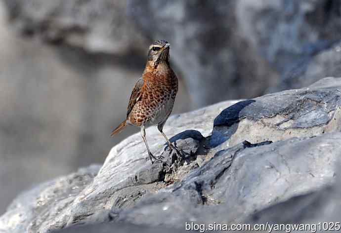 自然和谐的日坛公园（斑鸫）