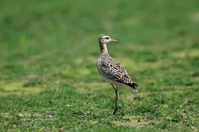 个人新鸟种鈥斝¤拣