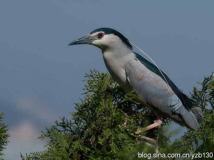 警觉、呆板、发愣（组图，9张图片）