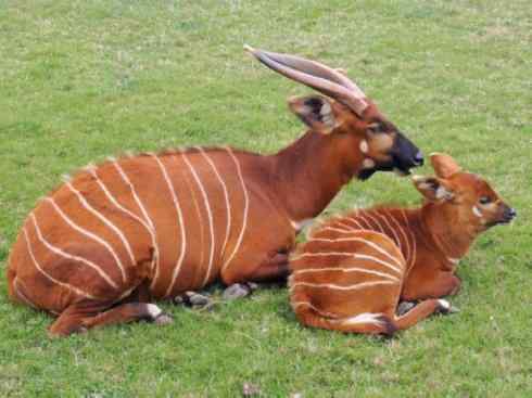 麒麟：传说的兽原型探秘（紫羚）