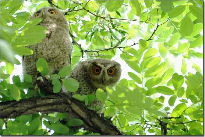植物园de领角鸮