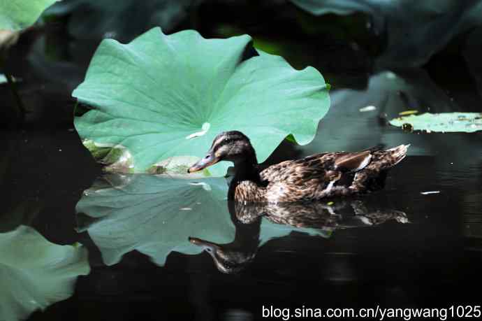 麋鹿苑中绿头鸭