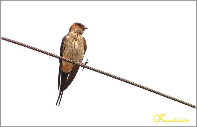 鈥溋菲胶饽锯澋慕鹧唷菊掌