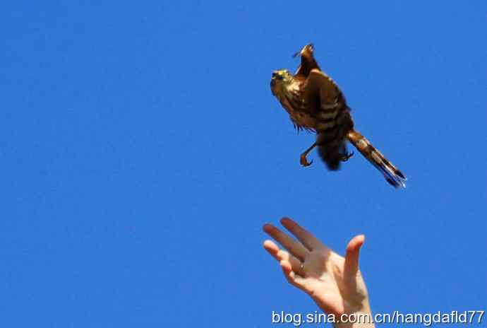 放飞鹰隼（2）