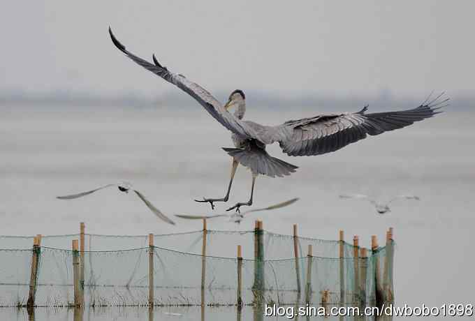 乌梁素海之草鹭鈥斺斈诿晒勰裥校ǘ）