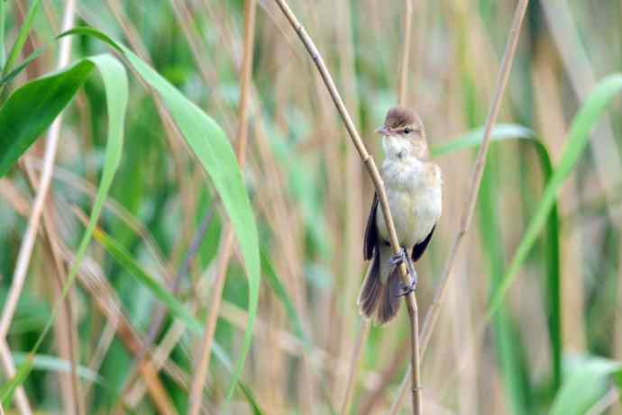 东方大苇莺（2）