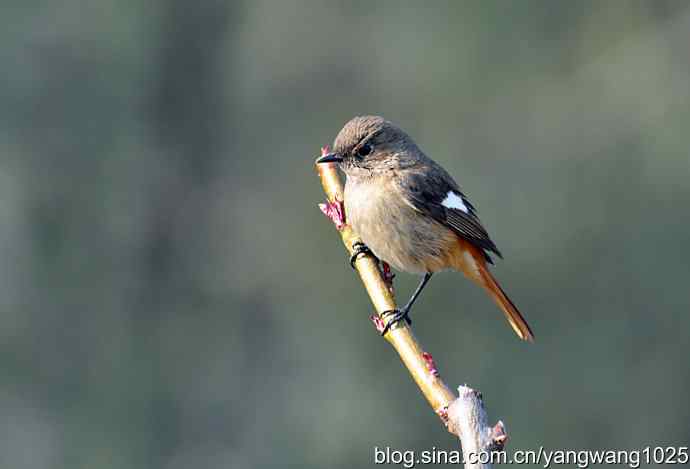 第一场春雨之后 wbr1 第一场春雨之后 wbr1