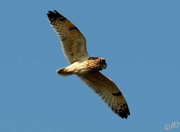 官厅水库&nbsp;wbr路&nbsp;wbr被喜鹊驱赶的短耳鸮