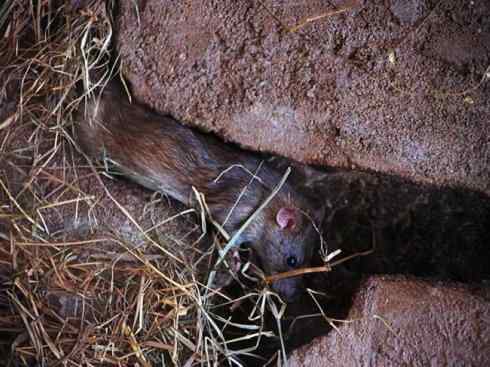 动物世界：山寨还是原创之十一