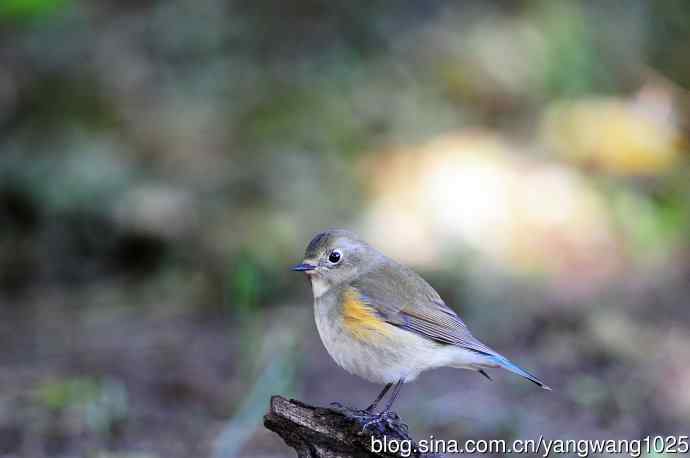 雌性红胁蓝尾鸲（50）