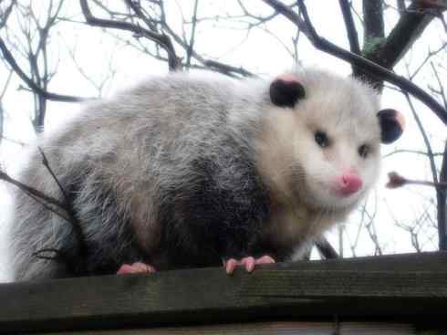 动物世界：山寨还是原创之十一