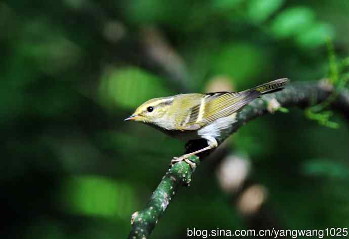 黄腰柳莺(4) 黄腰柳莺(4)