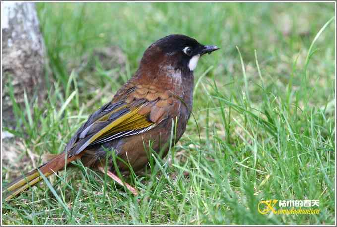 噪鹛系列之三：黑顶噪鹛【照片】