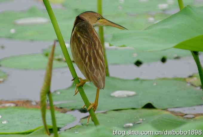 黄苇鳽--雅逸的小黄鹭