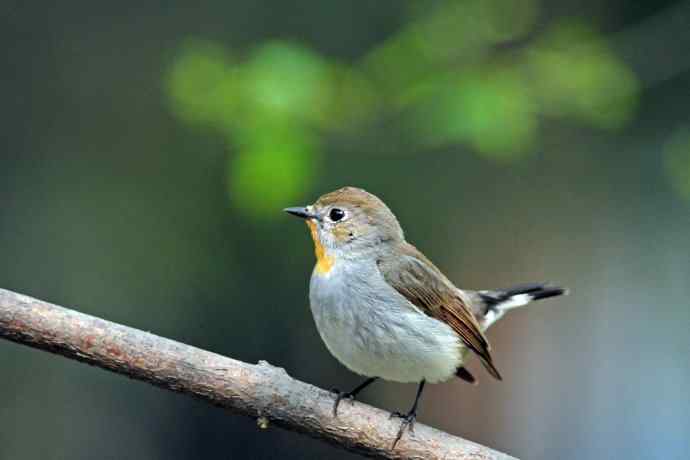 雄性红喉姬鹟（9）