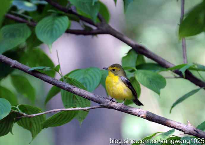 拍照与写博（绿背姬鶲篇）