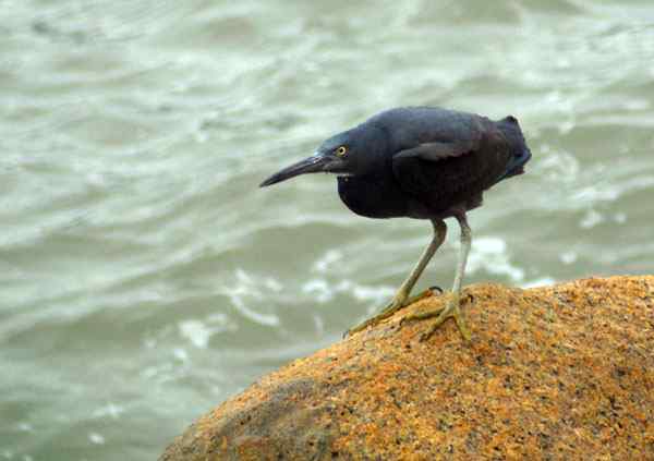 珠海独行（五）,收获岩鹭篇（组图）