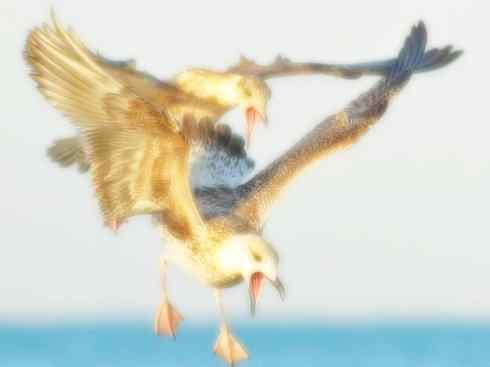 天生猎手：非猛禽类猎手之五（海上霸主军舰鸟、海鸥）