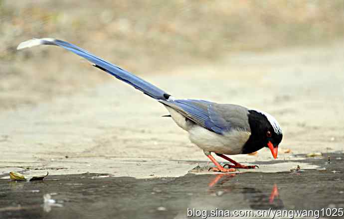 红嘴蓝鹊 红嘴蓝鹊