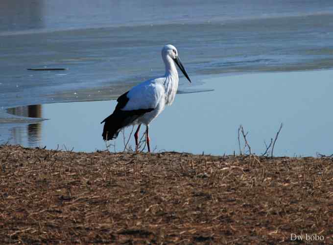 南海子再会白老鹳 南海子再会白老鹳