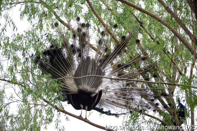 蓝孔雀(上树) 蓝孔雀(上树)