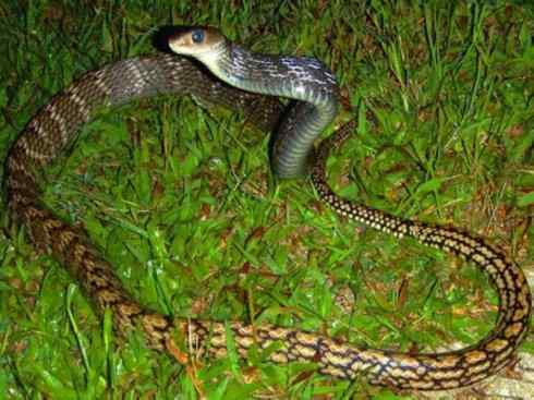 龙:传说的兽原型探秘(游蛇类) 龙:传说的兽原型探秘(游蛇类)