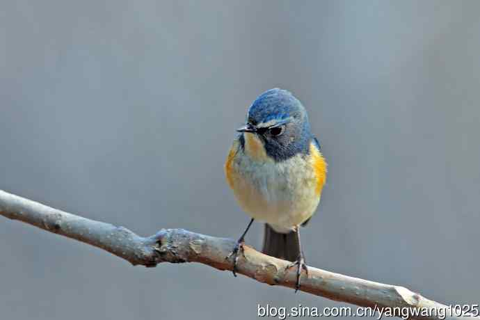 雄性红胁蓝尾鸲(28) 雄性红胁蓝尾鸲(28)