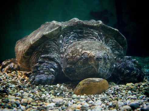 玄武：传说的兽原型探秘（鳄龟）