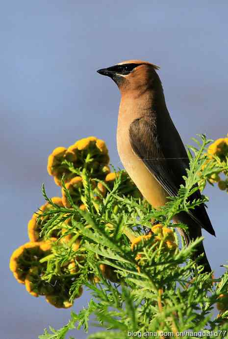 雪松太平鸟（6）