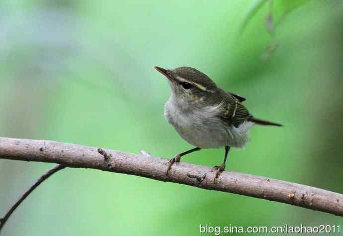 双斑绿柳莺和黄腰柳莺 双斑绿柳莺和黄腰柳莺