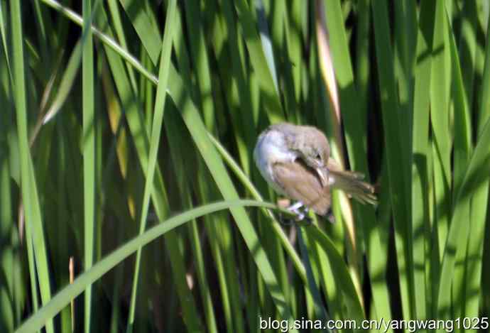 隐藏很深的大苇莺