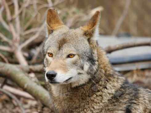 犬科:犬亚科犬属之郊狼、红狼 犬科:犬亚科犬属之郊狼、红狼