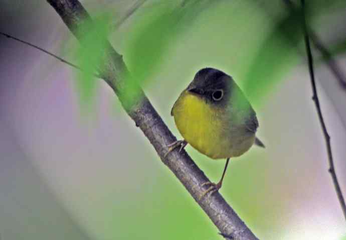 金眶鹟莺（记录版）