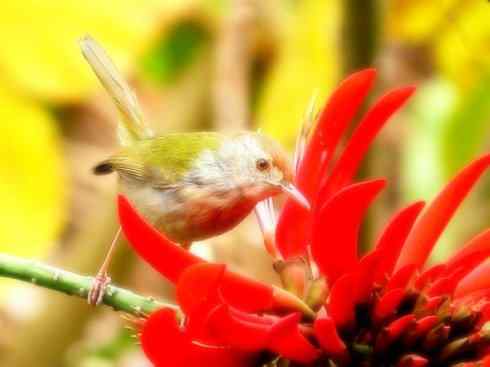 家禽驯化之源之三十一