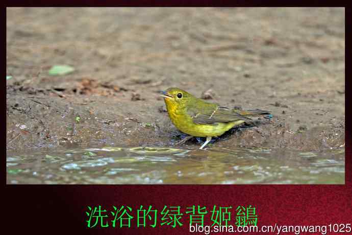 洗浴的绿背姬鶲