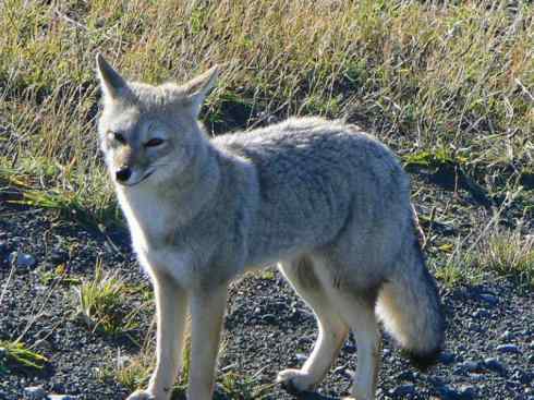 犬科：狐亚科伪狐属之阿根廷狐、山狐、达尔文狐