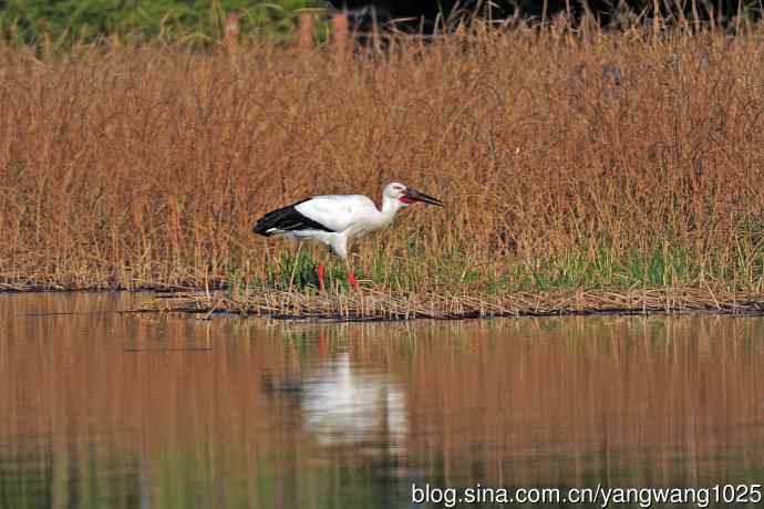 捕鱼进餐的东方白鹳