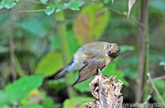 雌性红胁蓝尾鸲(63) 雌性红胁蓝尾鸲(63)